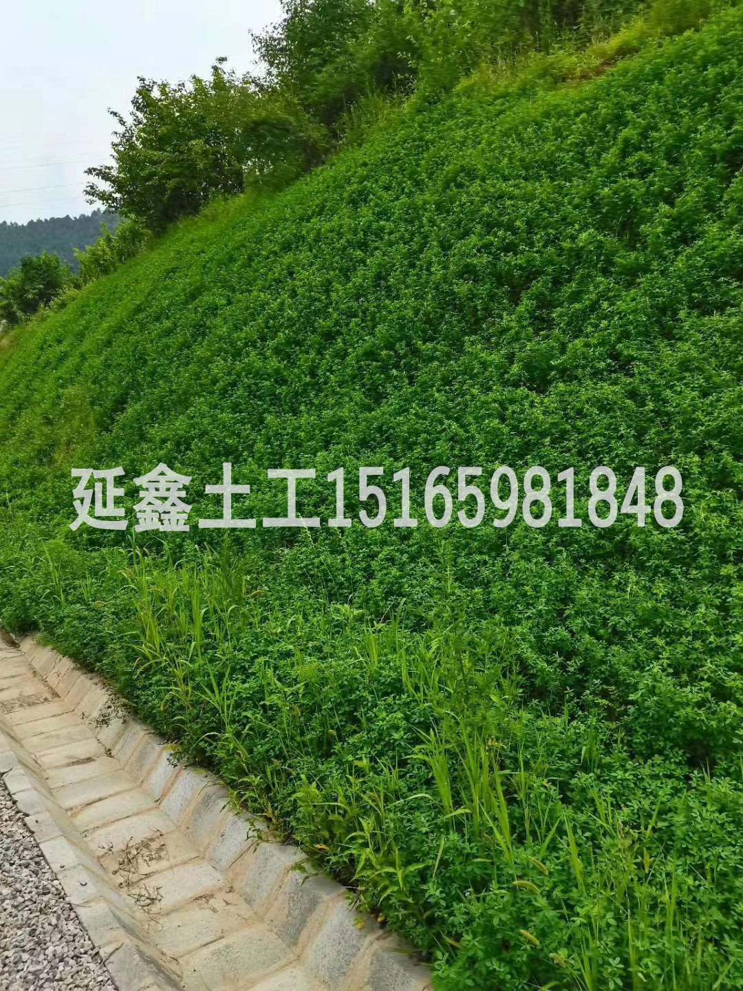 植被毯中的草籽应该如何选择？(图3)