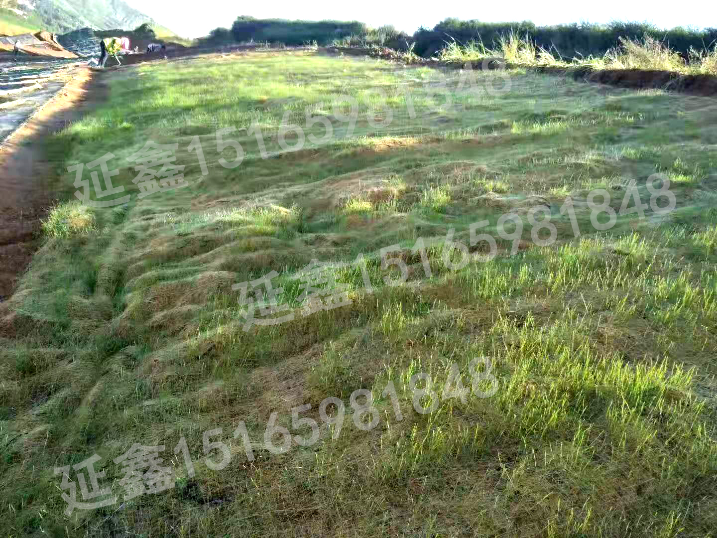 植生毯在水库边坡如何进行生态防护?(图1) 植生毯在水库边坡如何进行生态防护?(图1)